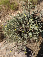 Heterotheca zionensis