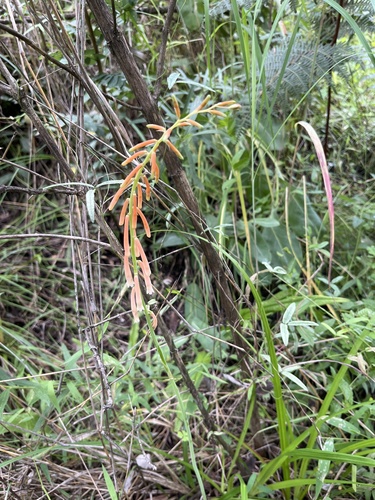 Grassleaf Poker (Kniphofia angustifolia)