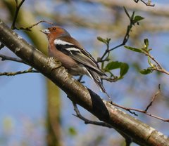Fringilla coelebs coelebs