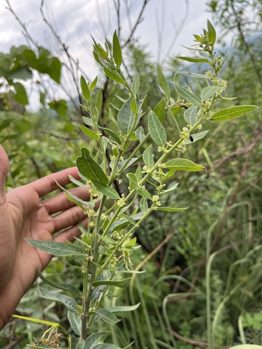 Lightning Bush (Clutia hirsuta)