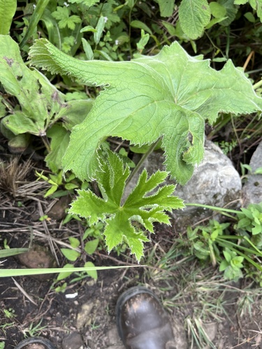 Giant Wild Anemone (Knowltonia fanninii)