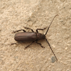 Dorysthenes buquetii