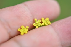 Donnellsmithia juncea