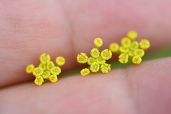 Donnellsmithia juncea