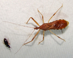 Rocconota annulicornis