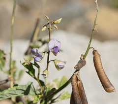 Crotalaria verrucosa