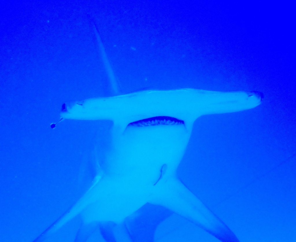 Great hammerhead seen head-on in blue water