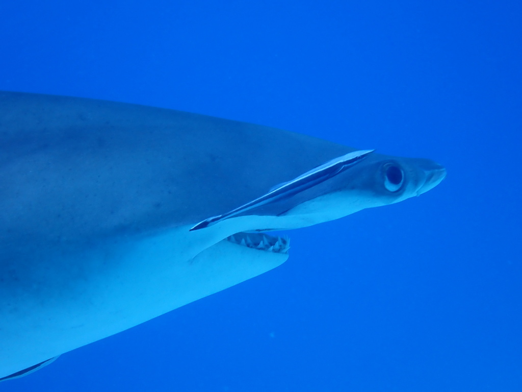 Close view of a great hammerhead's head and eye