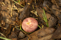 Russula kalimna