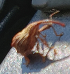 Anthonomus quadrigibbus