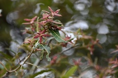 Quercus crispipilis