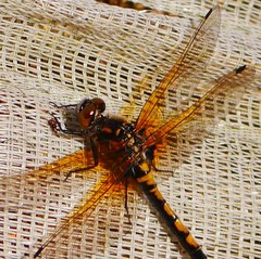 Leucorrhinia rubicunda