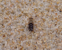 Actocetor indicus