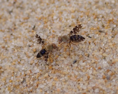 Actocetor indicus