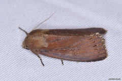 Nonagria typhae
