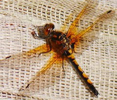 Leucorrhinia rubicunda