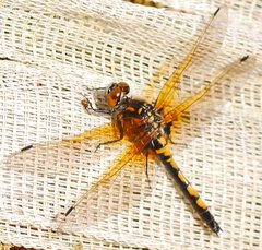 Leucorrhinia rubicunda