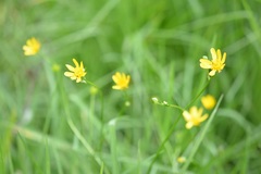 Ranunculus petiolaris