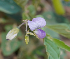 Crotalaria verrucosa
