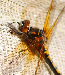 Leucorrhinia rubicunda