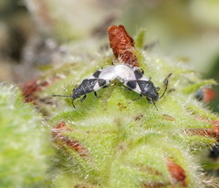 Oxycarenus luctuosus