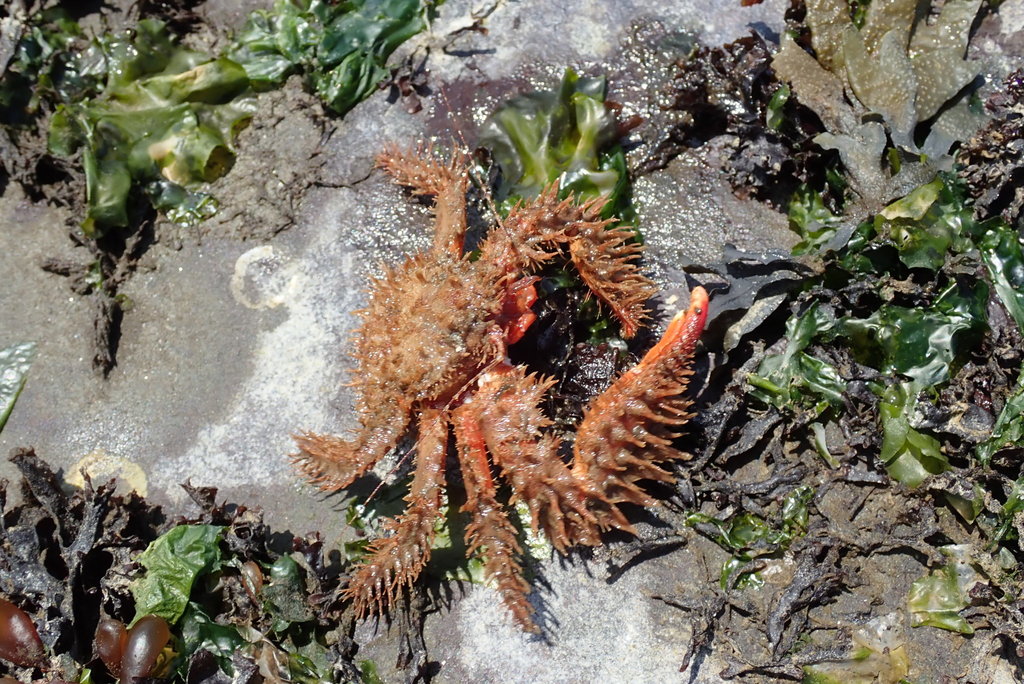 hairy crab