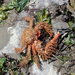 Hairy Crab - Photo no rights reserved, uploaded by Randal