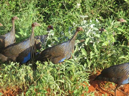 Vulturine Guineafowl (Acryllium vulturinum), photo 5