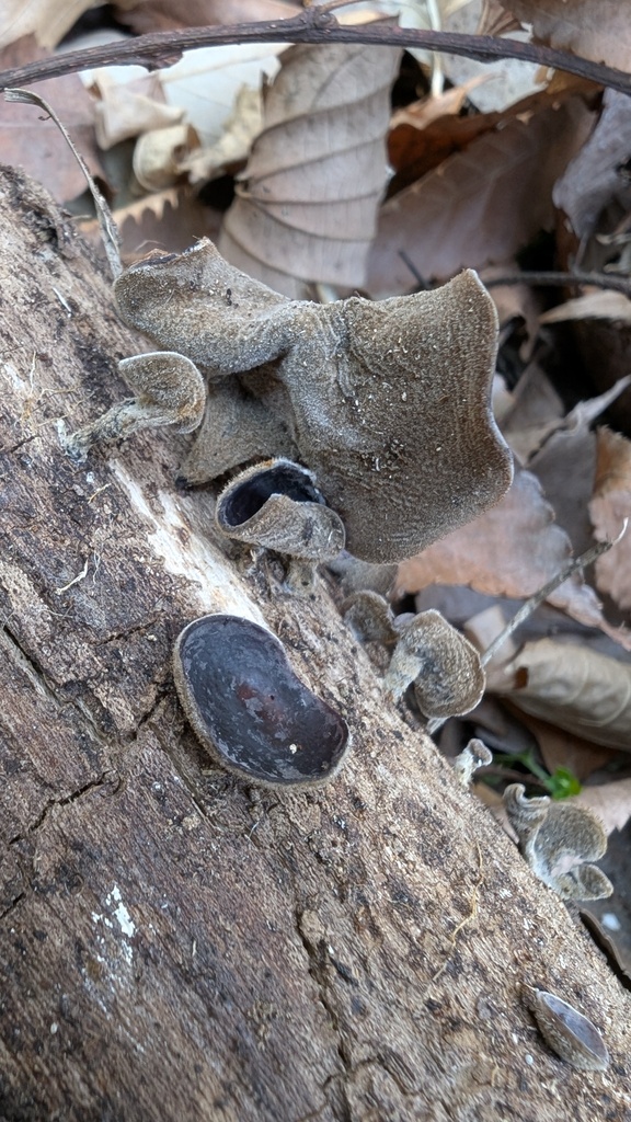 Auricularia polytricha · February 2025 · photo: © atsushi_nakajima_cirque (iNaturalist, cc-by)