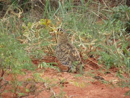 Black-faced Sandgrouse (Pterocles decoratus)