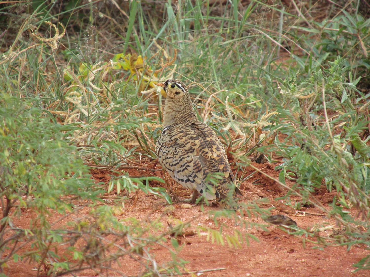 Black-faced Sandgrouse (Pterocles decoratus), photo 1