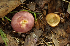 Russula kalimna