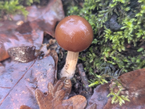 Psathyrella piluliformis — (c) Óscar Sampedro, some rights reserved (CC BY)