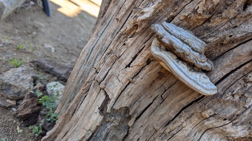 Ganoderma applanatum