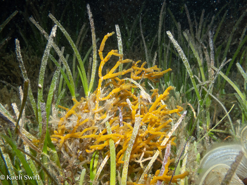 Gracilaria salicornia observed 2025-02-07