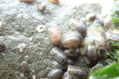 Gnorimosphaeroma oregonense