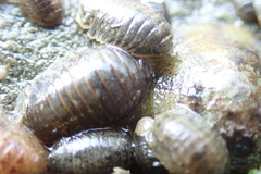 Gnorimosphaeroma oregonense