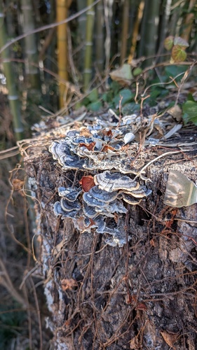 Trametes versicolor