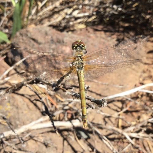 iNaturalist observation photo of Meadowhawks