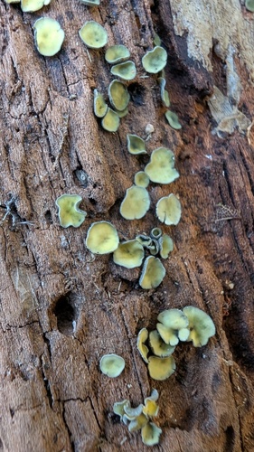 Chlorosplenium chlora