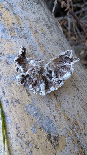 Schizophyllum commune
