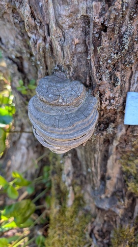 Ganoderma applanatum