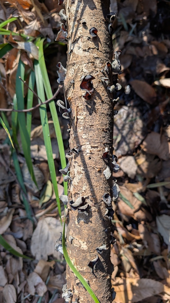 Auricularia polytricha · February 2025 · photo: © atsushi_nakajima_cirque (iNaturalist, cc-by)