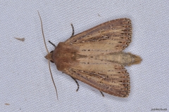 Nonagria typhae