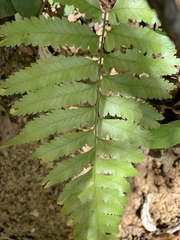Microlepia marginata bipinnata