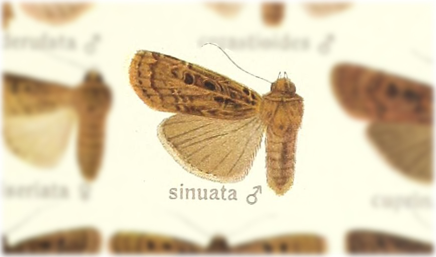 Hermonassa sinuata