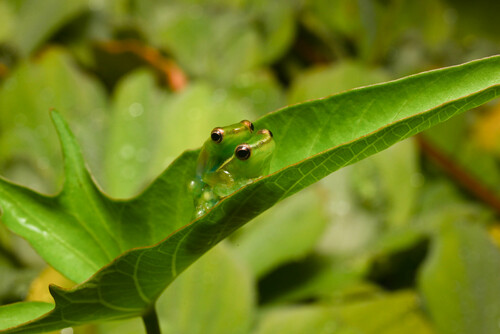 Napo Lime Treefrog, Sphaenorhynchus carneus