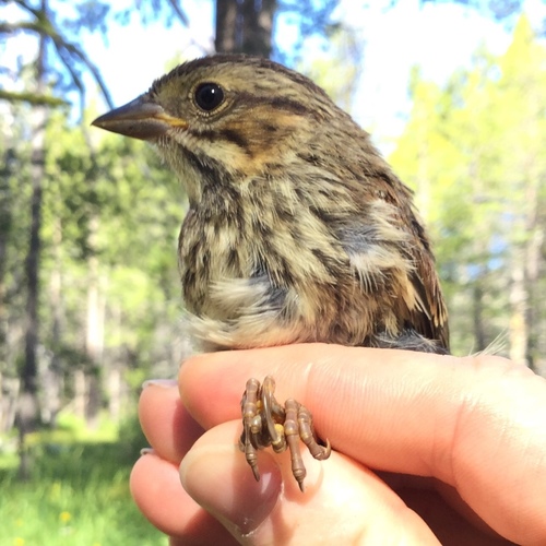 iNaturalist observation photo of Song Sparrow