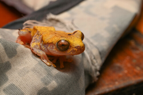 Beireis' Treefrog, Dendropsophus leucophyllatus