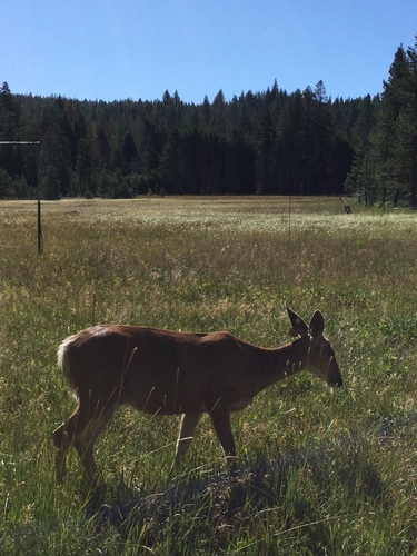 iNaturalist observation photo of Mule Deer